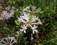 rhododendron atlanticum 3.jpg